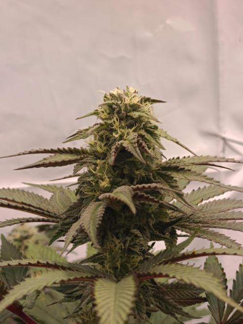 Any Day⛽️🍇🍋. Week 12