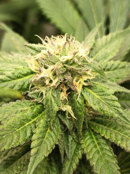 Any Day⛽️🍇🍋. Week 12