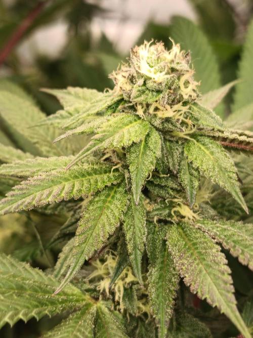 Any Day⛽️🍇🍋. Week 12