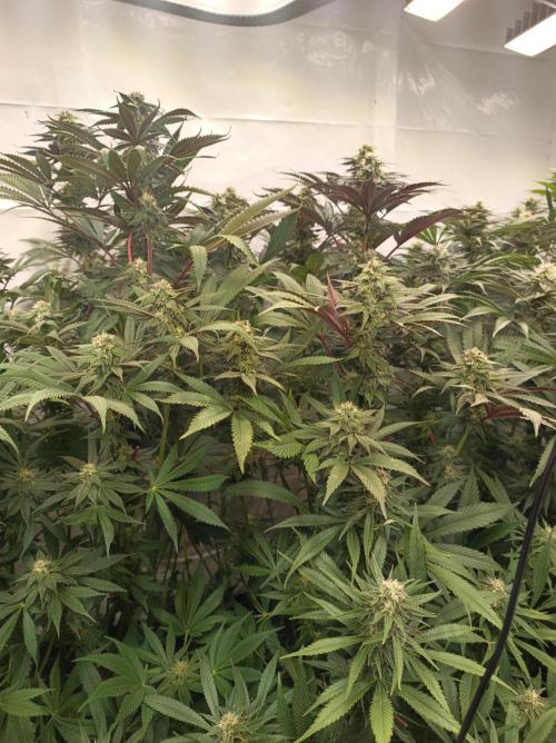Any Day⛽️🍇🍋. Week 12