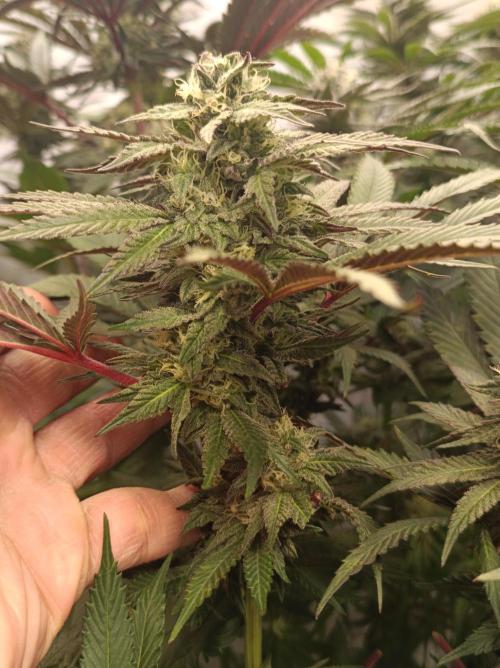 Any Day⛽️🍇🍋. Week 12