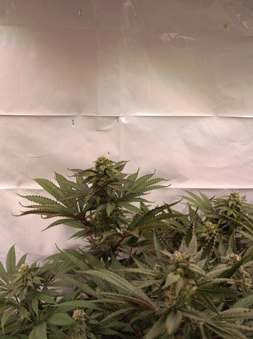 Any Day⛽️🍇🍋. Week 12