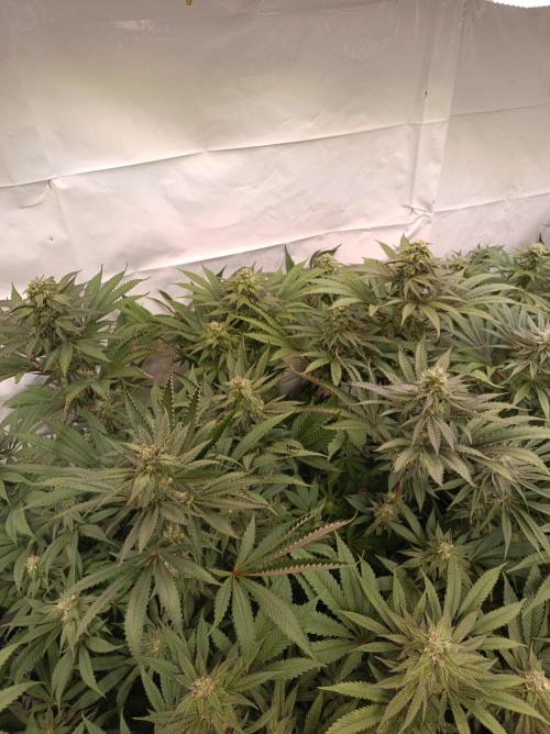 Any Day⛽️🍇🍋. Week 12