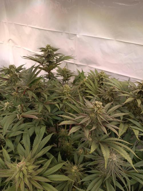 Any Day⛽️🍇🍋. Week 12