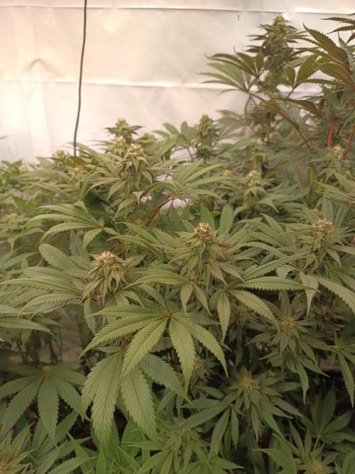 Any Day⛽️🍇🍋. Week 12
