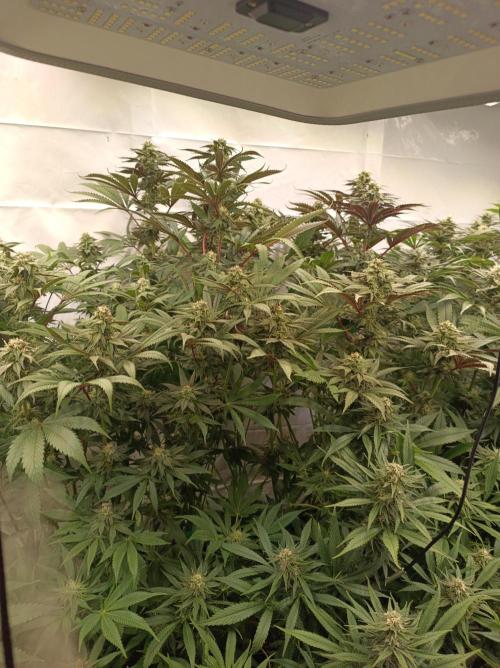 Any Day⛽️🍇🍋. Week 12