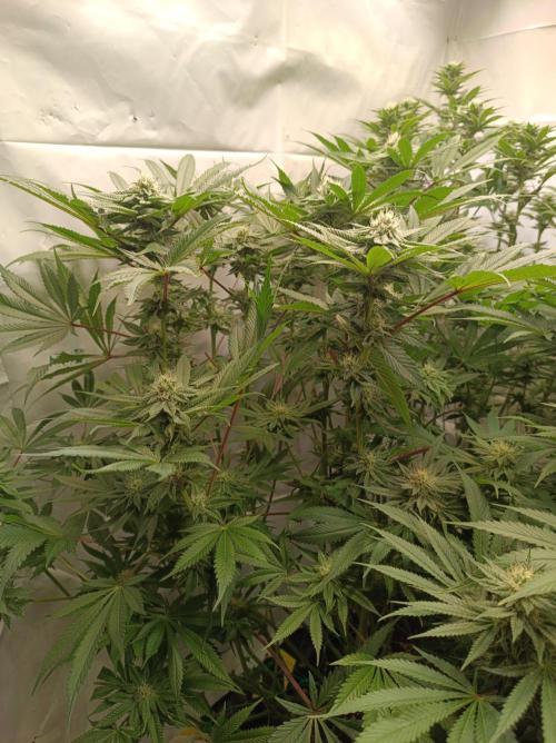 Blueberry Cane. Week 12