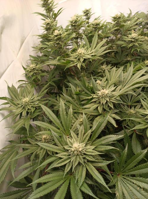 Blueberry Cane. Week 12