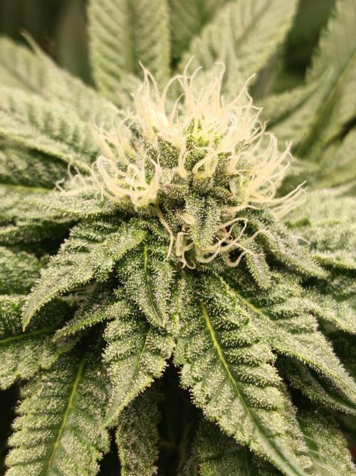 Blueberry Cane. Week 12