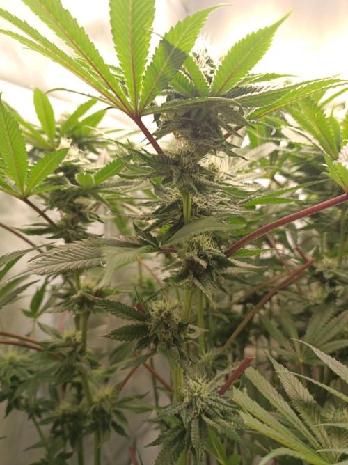 Blueberry Cane. Week 12