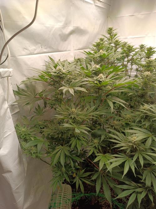 Blueberry Cane. Week 12