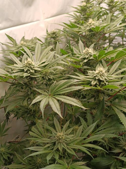Blueberry Cane. Week 12