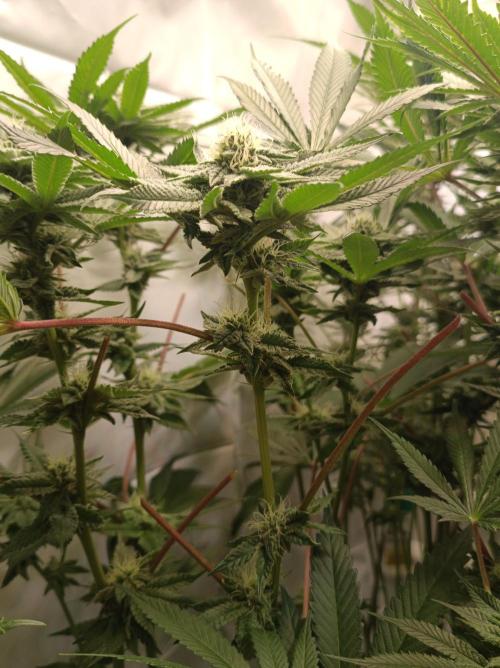 Blueberry Cane. Week 12