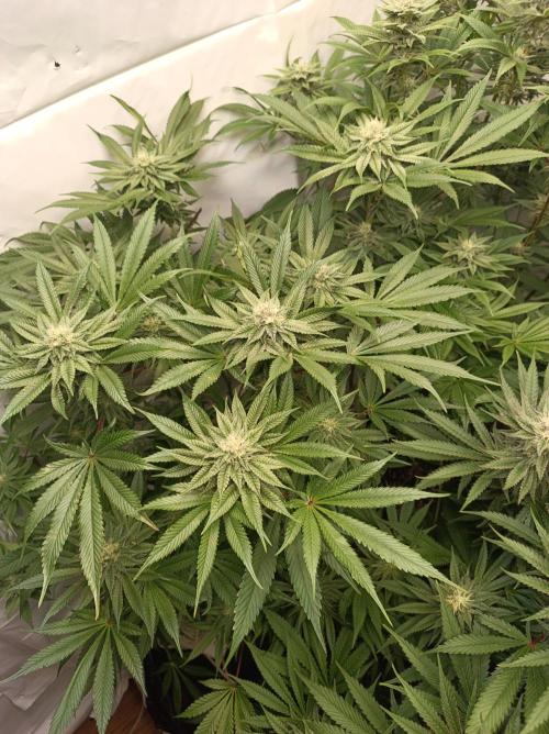 Blueberry Cane. Week 12