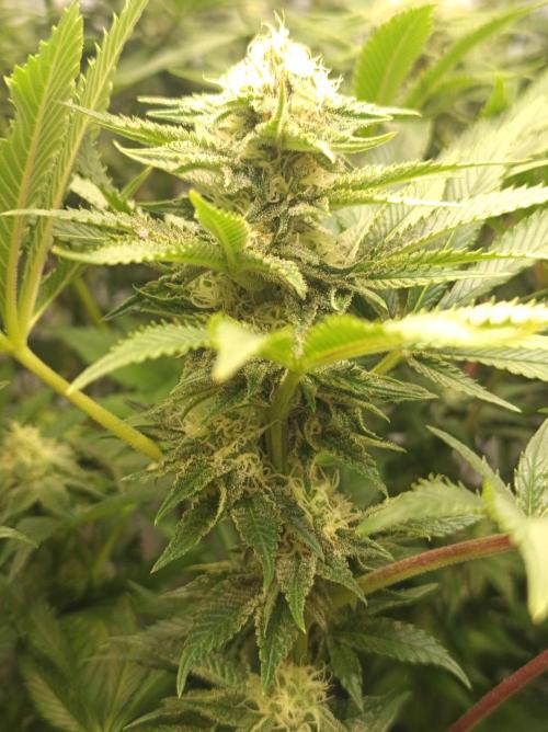 Blue Zushi🍣⛩️. Week 12