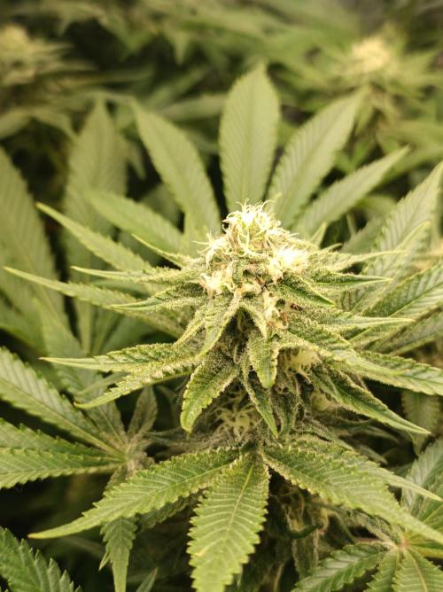 Blue Zushi🍣⛩️. Week 12