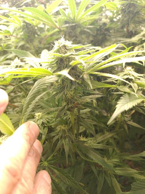 Blue Zushi🍣⛩️. Week 12