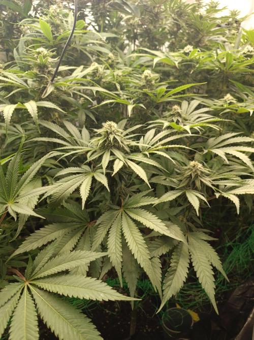 Blue Zushi🍣⛩️. Week 12