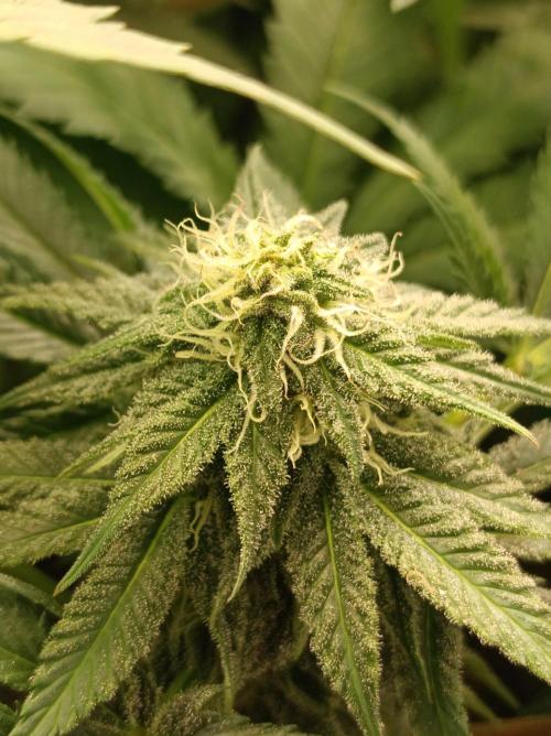 Blue Zushi🍣⛩️. Week 12