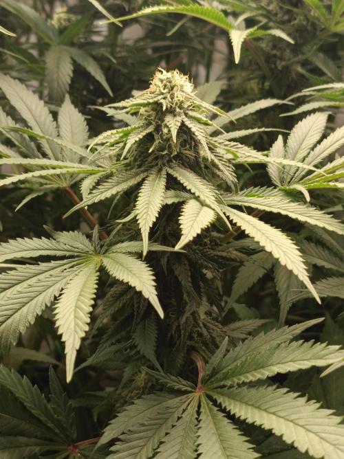 Blue Zushi🍣⛩️. Week 12