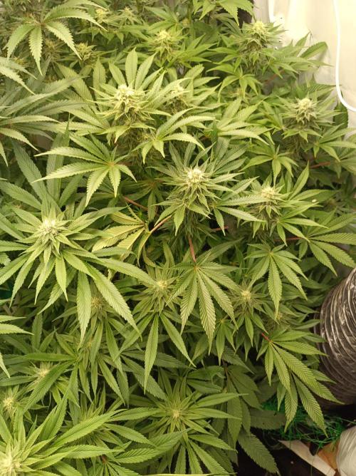 Blue Zushi🍣⛩️. Week 12