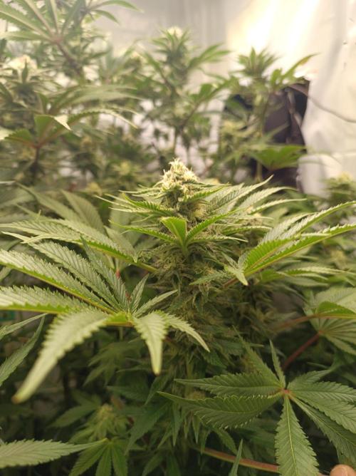 Blue Zushi🍣⛩️. Week 12