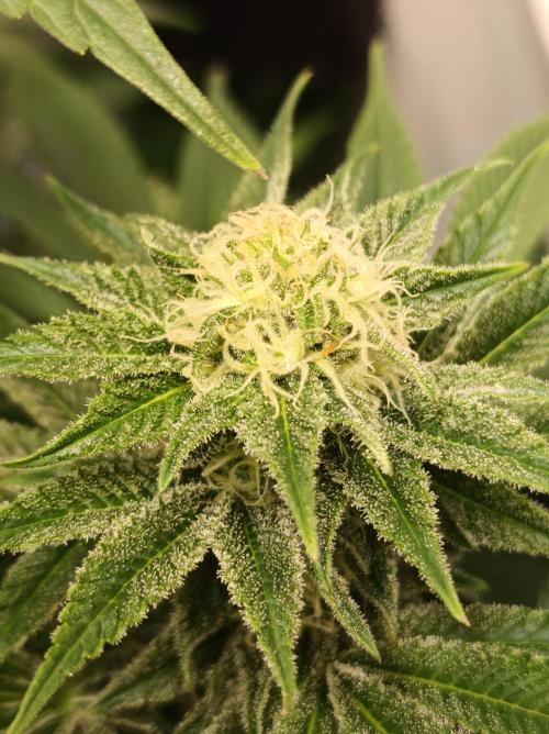 Blue Zushi🍣⛩️. Week 12