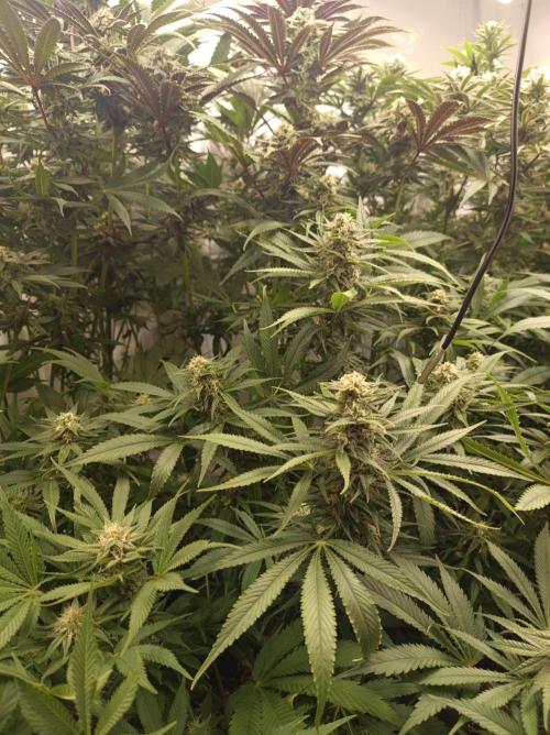 Blackberry Moonrocks. Week 12