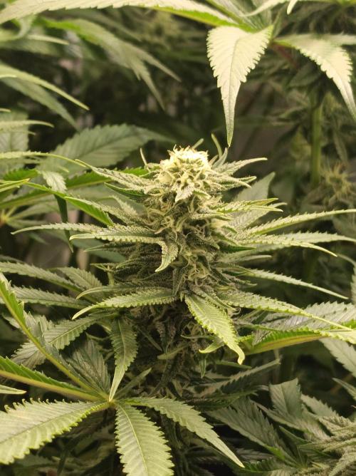 Blackberry Moonrocks. Week 12