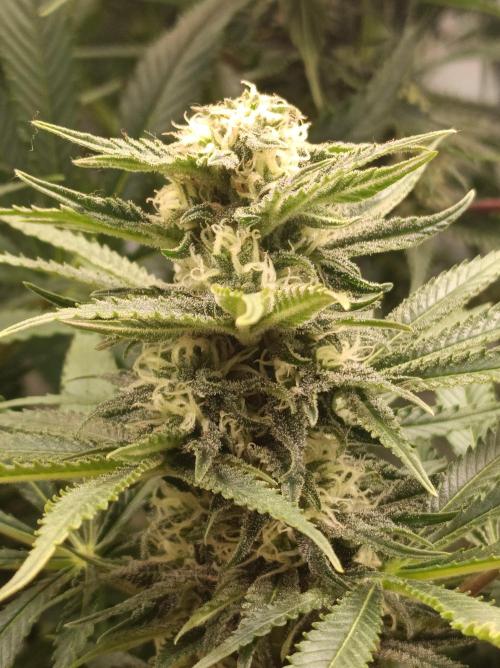 Blackberry Moonrocks. Week 12