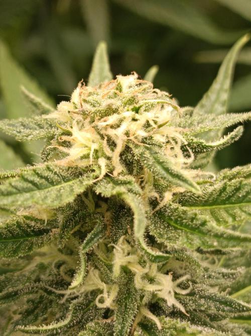 Blackberry Moonrocks. Week 12