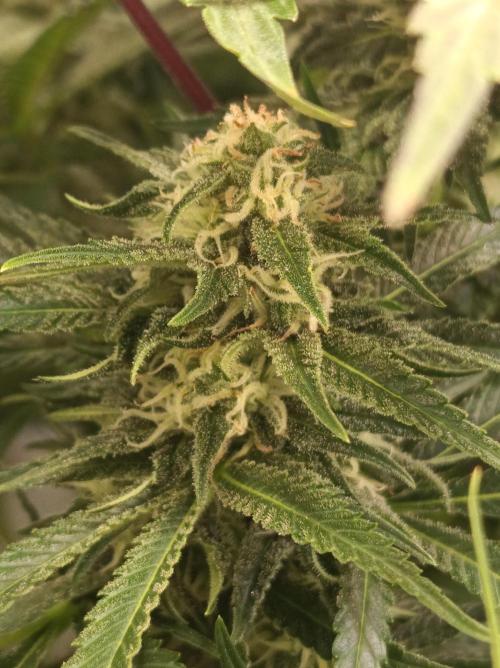 Blackberry Moonrocks. Week 12