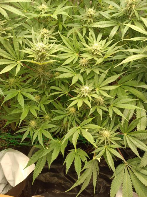Blackberry Moonrocks. Week 12