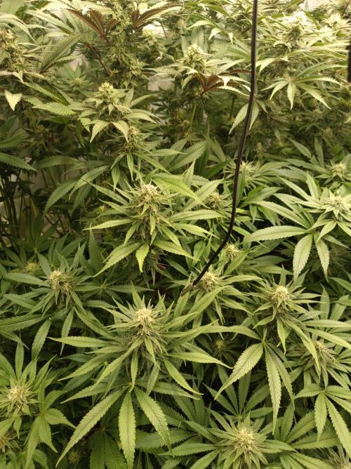 Blackberry Moonrocks. Week 12
