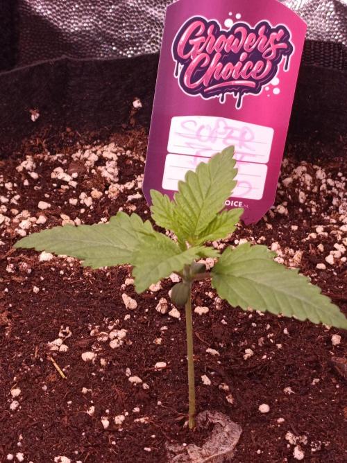 Super Boof 🍒🍪GC. Week 1