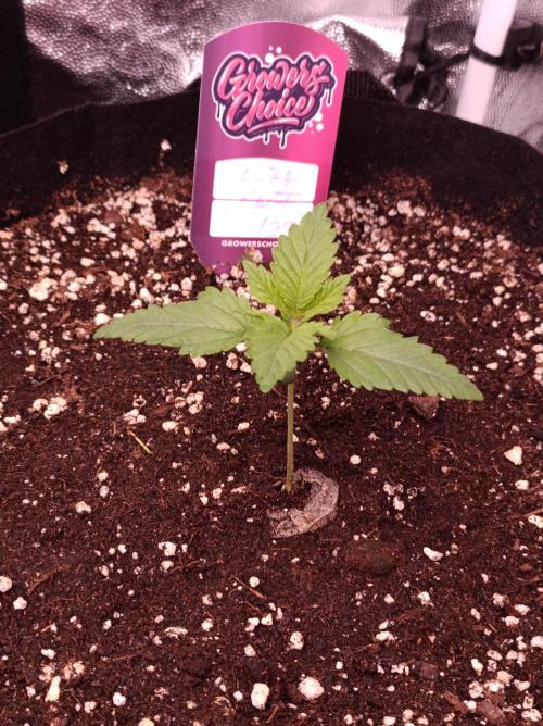 Super Boof 🍒🍪GC. Week 1