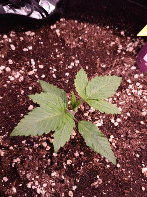 Super Boof 🍒🍪GC. Week 1 - Day 7