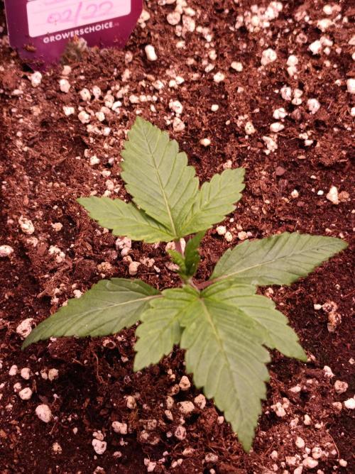 Super Boof 🍒🍪GC. Week 1