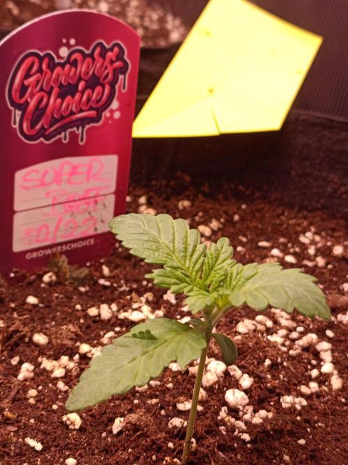 Super Boof 🍒🍪GC. Week 1