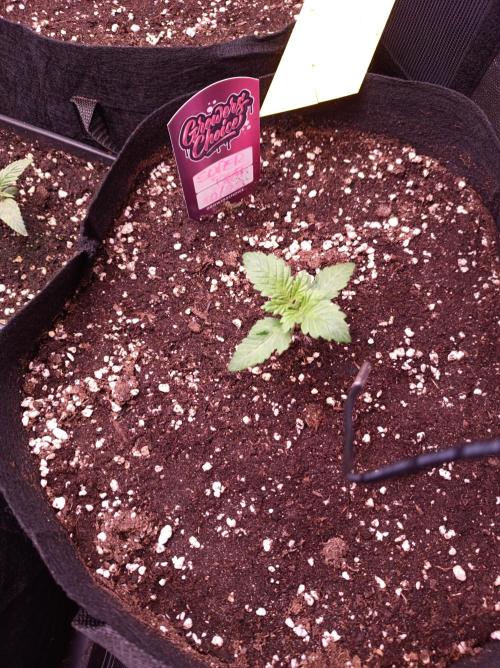 Super Boof 🍒🍪GC. Week 1