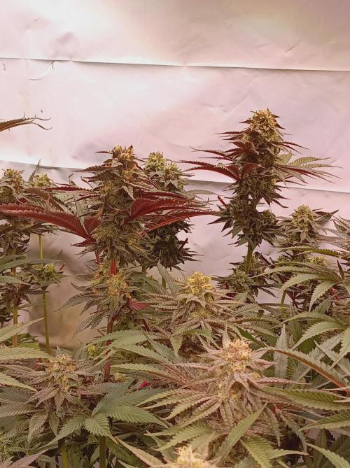 Any Day⛽️🍇🍋. Week 13