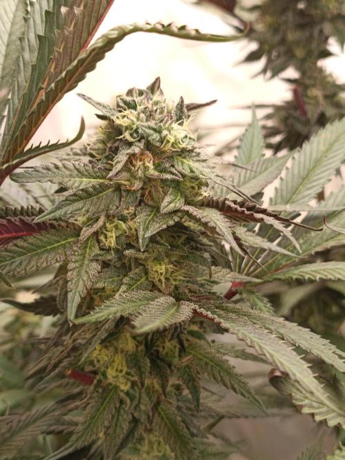 Any Day⛽️🍇🍋. Week 13