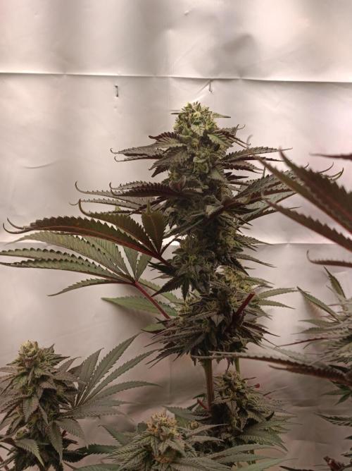 Any Day⛽️🍇🍋. Week 13