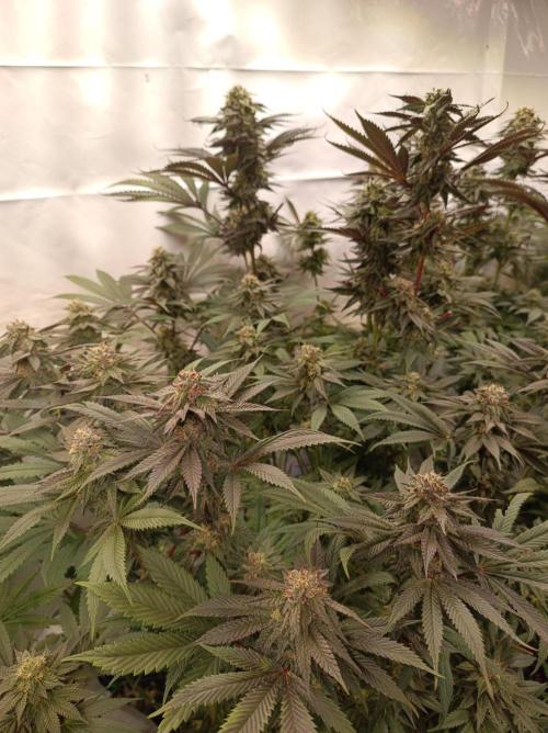 Any Day⛽️🍇🍋. Week 13