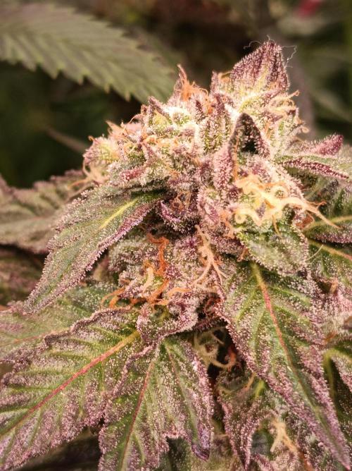 Any Day⛽️🍇🍋. Week 13