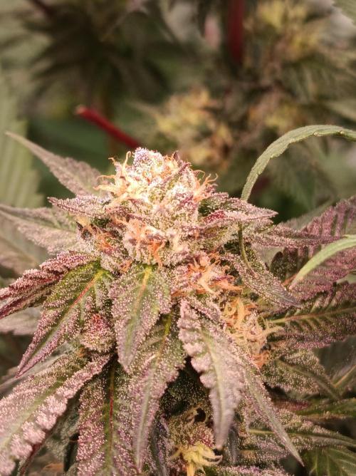 Any Day⛽️🍇🍋. Week 13
