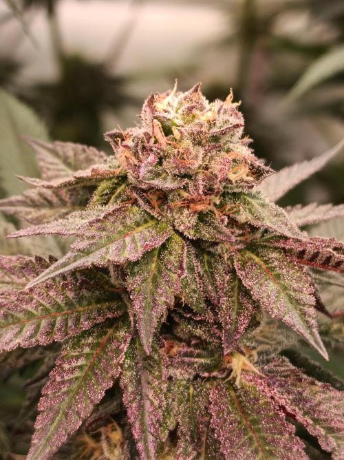 Any Day⛽️🍇🍋. Week 13