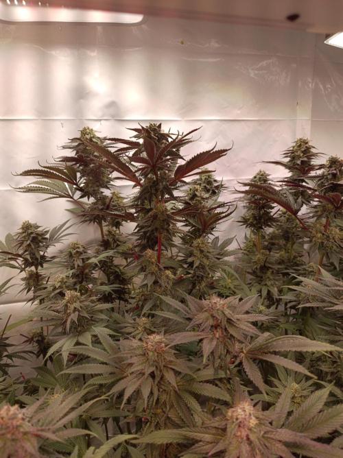 Any Day⛽️🍇🍋. Week 13
