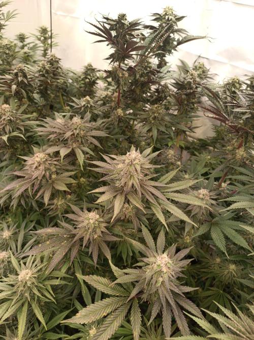 Any Day⛽️🍇🍋. Week 13