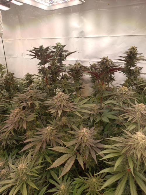 Any Day⛽️🍇🍋. Week 13